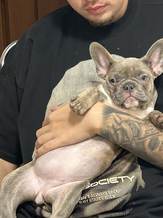 Bulldog francez lilac