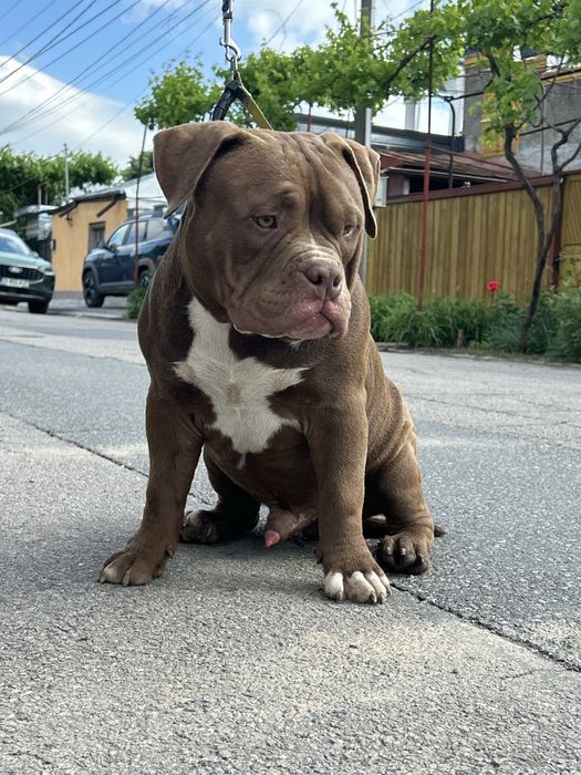 Mascul American Bully