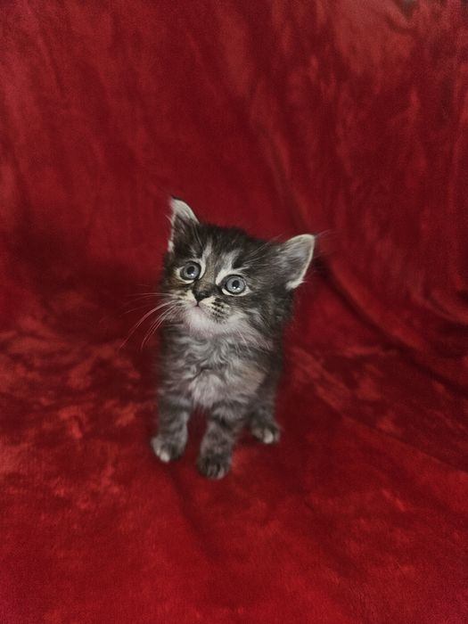 Отдам котят в добрые руки!!!