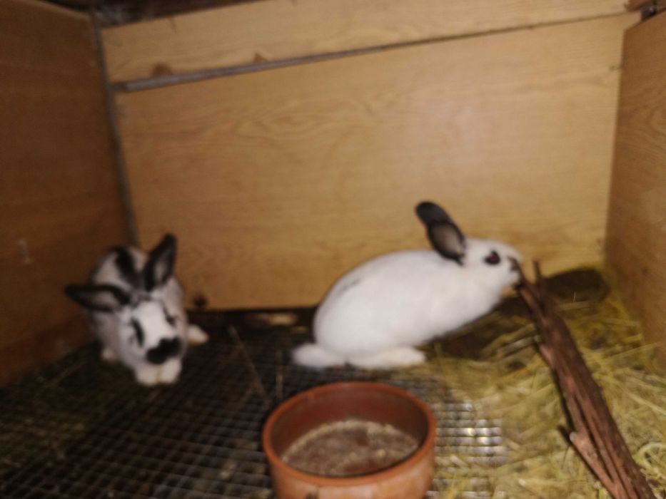 Продавам зайци на 2 и 3 месеца