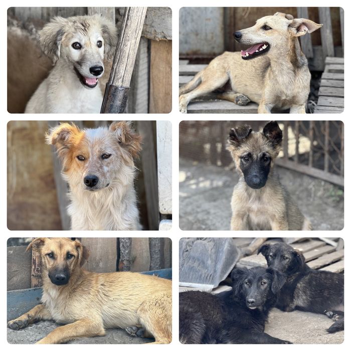 Собаки в хорошие руки