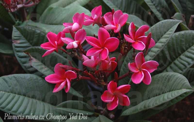 Planta Plumeria Frangipani Rubra