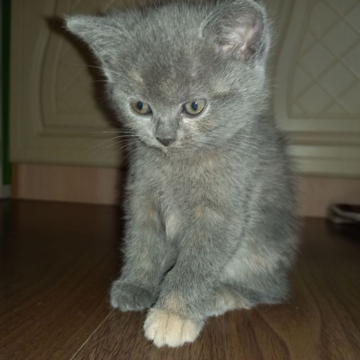 Породистые котенки, подробнее в описании