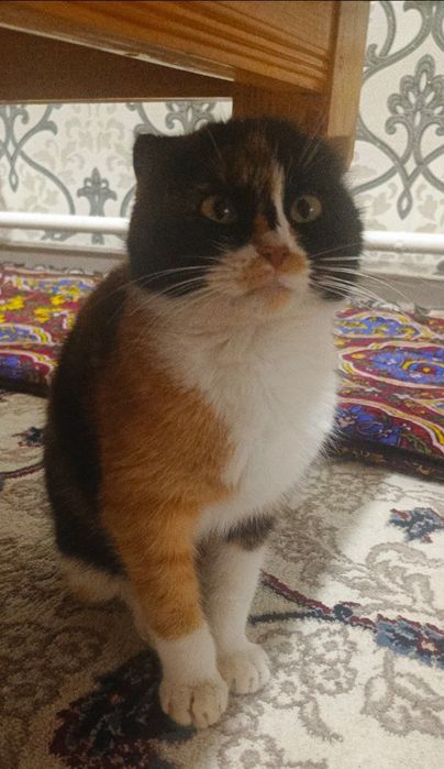 Скоттиш фолл породаси