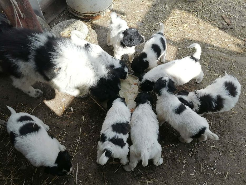 Каракачански овчарки