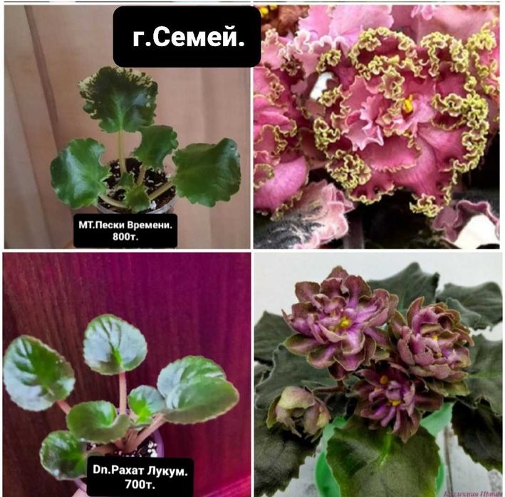 Фиалки сортовые цветущие