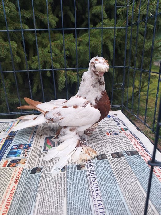 Продам самку капканку