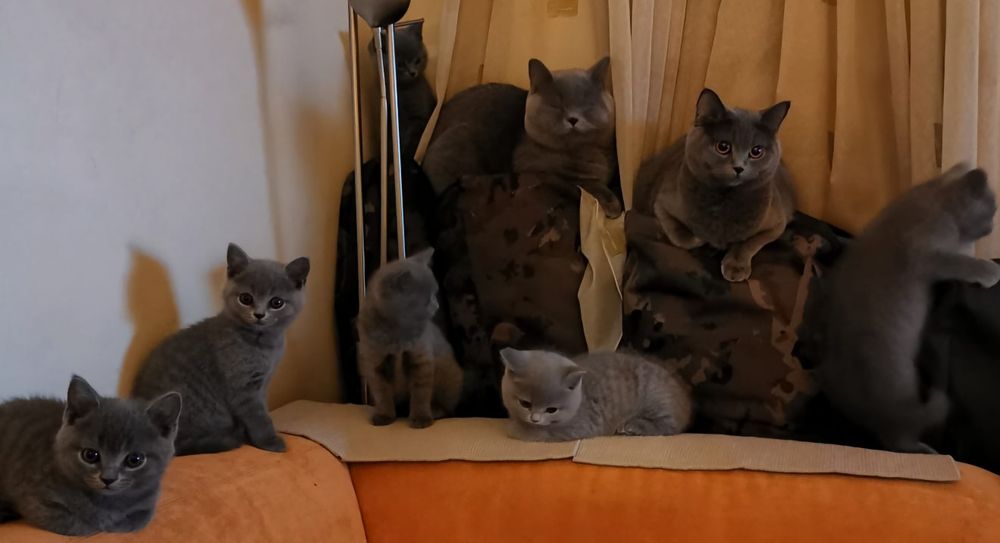 Британски късокосмести котенца