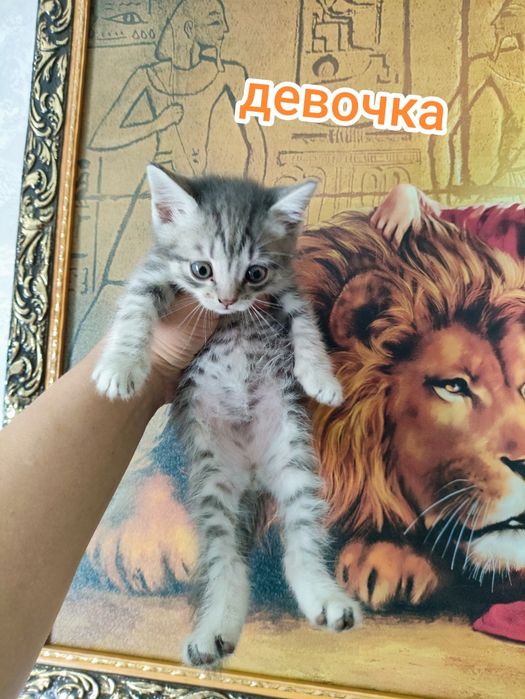 Отдам очень красивых котят в добрые руки