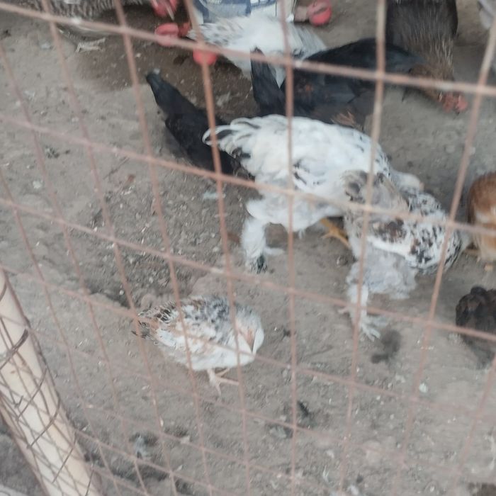 Тауықтар сатылады