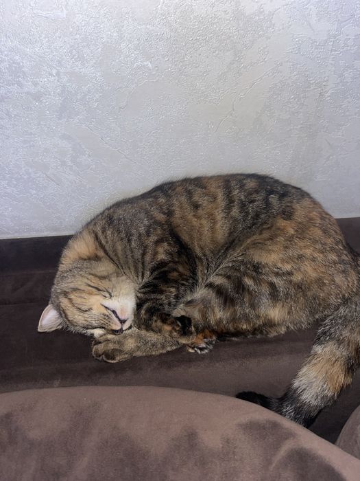 Кошечку Мию отдам