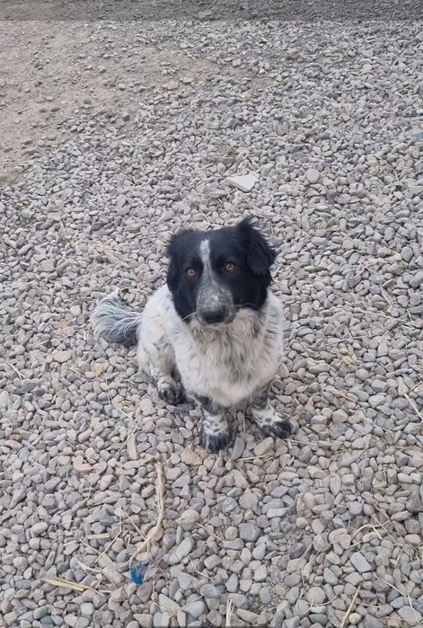 Чара в поисках семьи. Доставлю!