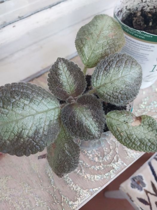 Комнатные цветы продам