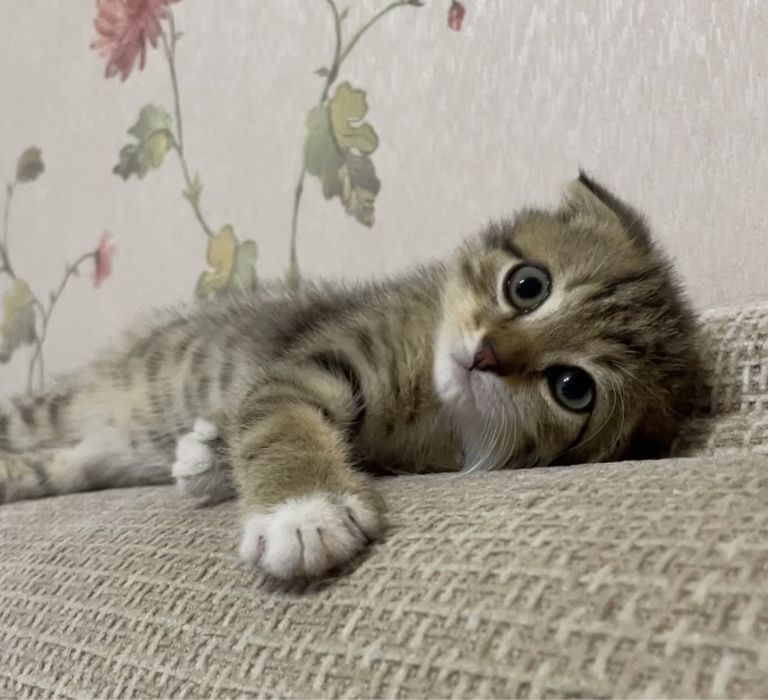 Котенок Продается
