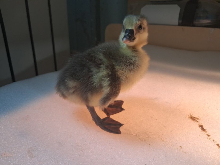 Қаз балапандары и Башкирский уйрек балапандары