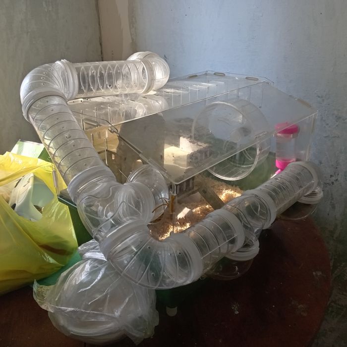 Хамяк мальчик молодой