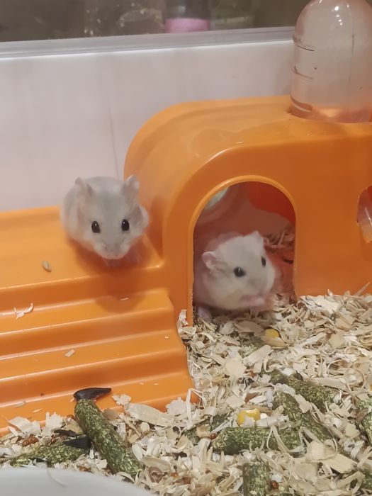 Хомяки джунгарские