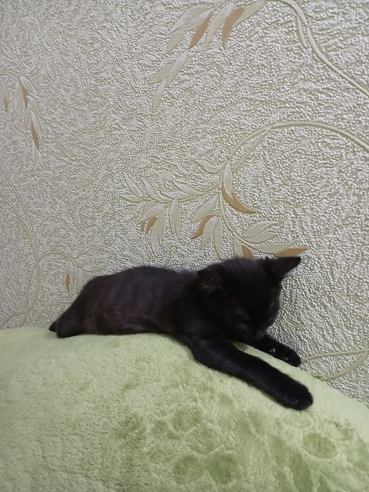 Котик черный в добрый руки.