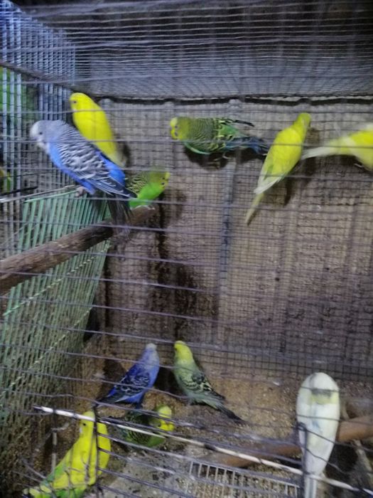 Vand papagali perusi