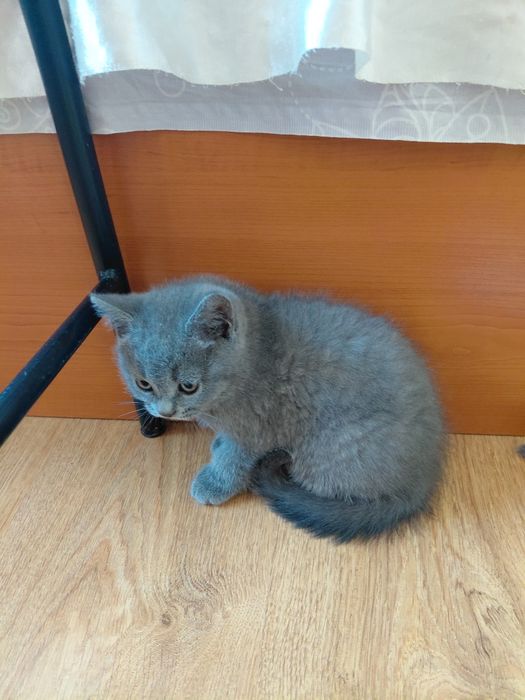 Британски котенца
