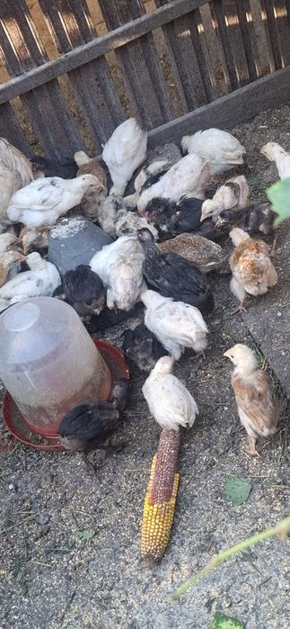 Vand pui de găină de țară