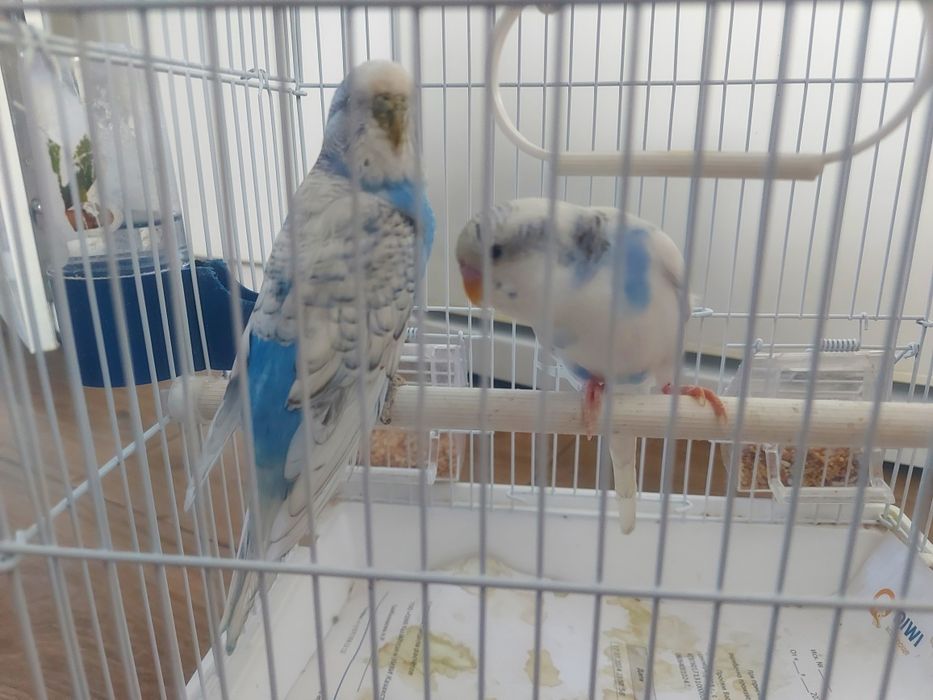 Волнистый попугай пара