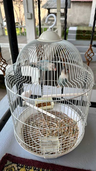 Продаётся папугай маска