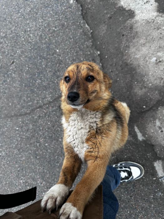 Собака в добрые руки