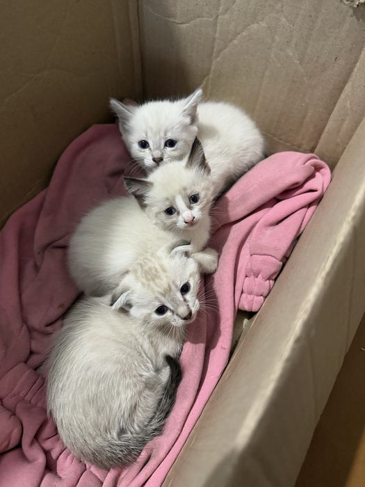 Отдам котят  в хорошие руки
