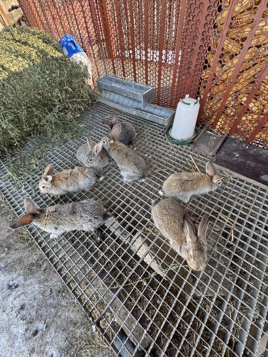 Vand iepurasi urias german