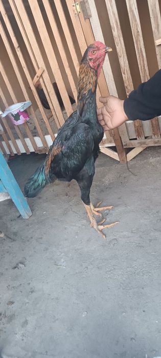 Хуроз сотувда ишончли