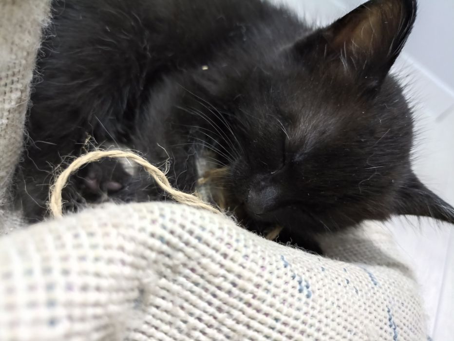 Котенок черный 7 недель