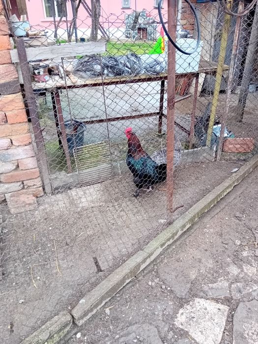 Млади петли маран