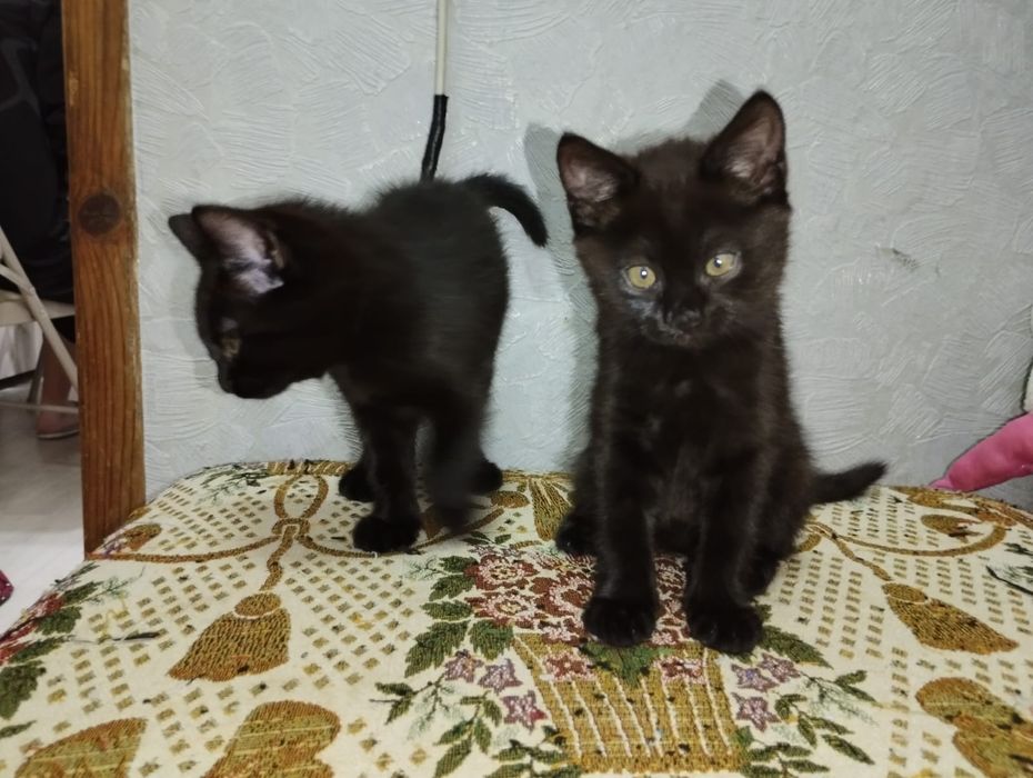 Симпатичные котята