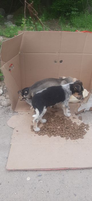 Щенята в добрые руки