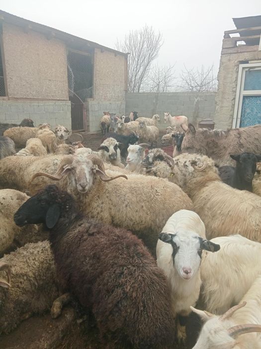 Vând 30 capre și 40 oi