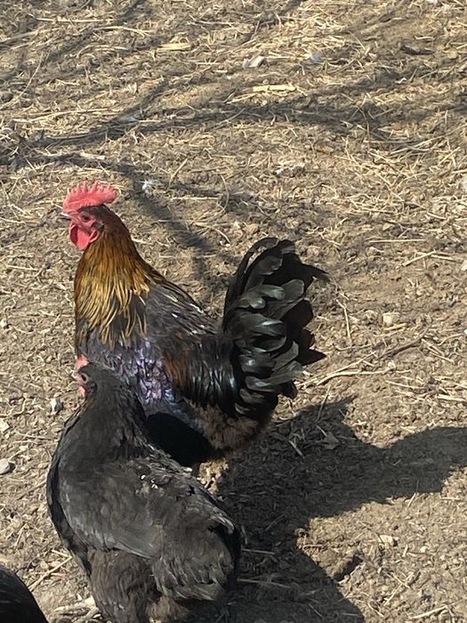 Продам молодых петухов