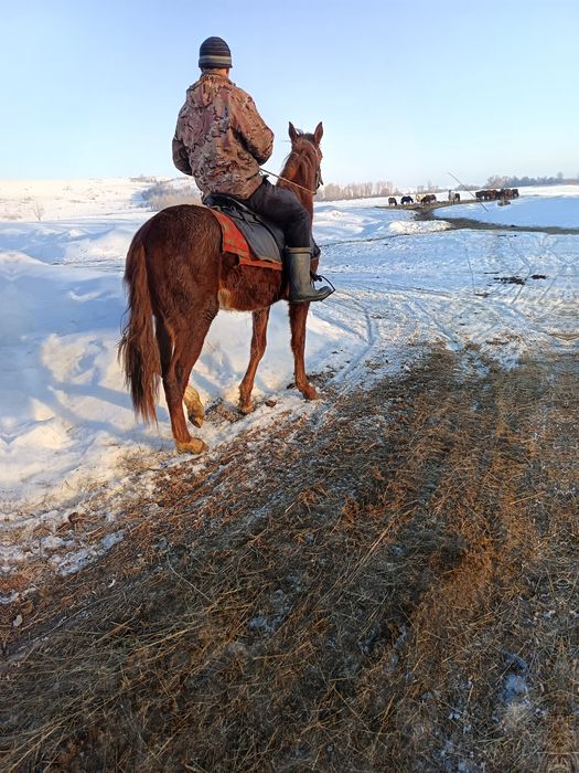 1.10месяцев жеребчик инаходец