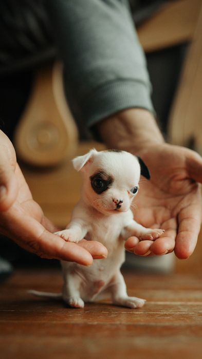 Продавам мини-чихуахуа