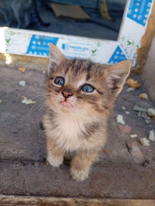 Котёнок кошка котята