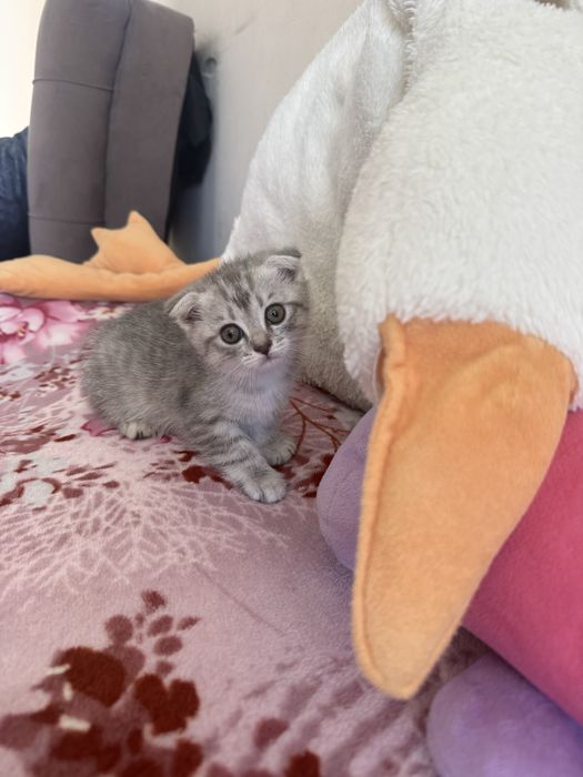 Продаються шикарные котята