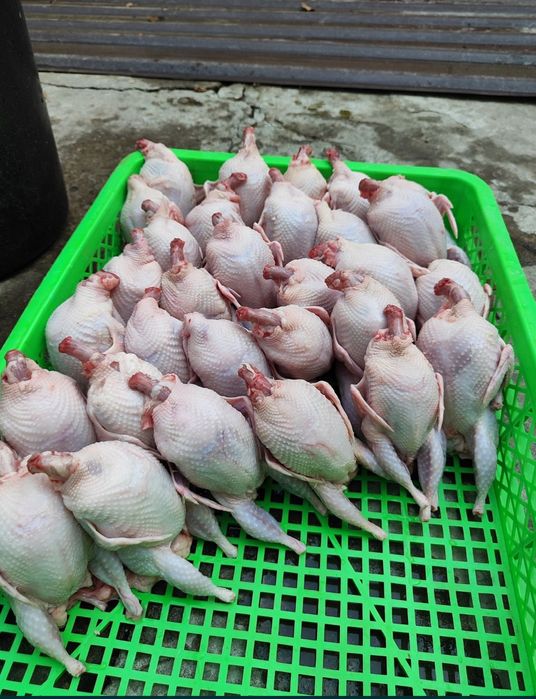 Beliy gigant 400-500gr