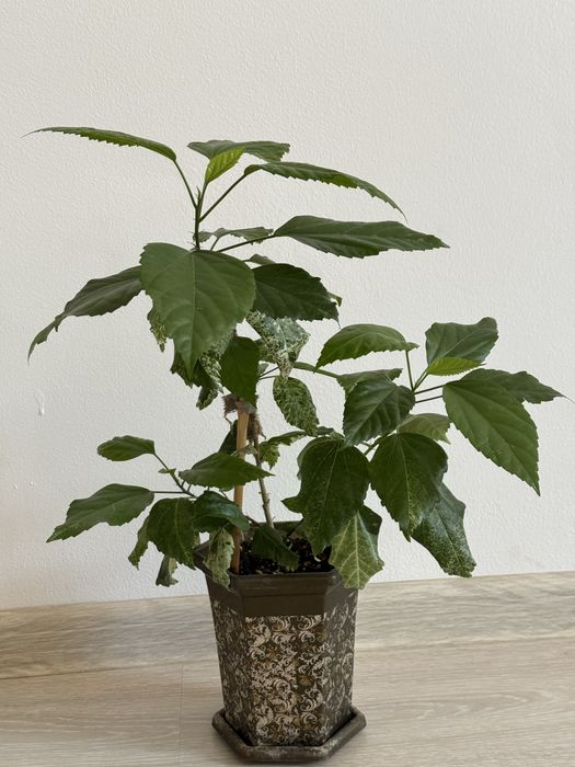 Гибискус розовый продам