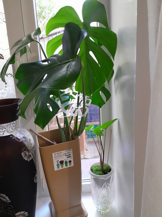 Продам Манстеру большой цветок