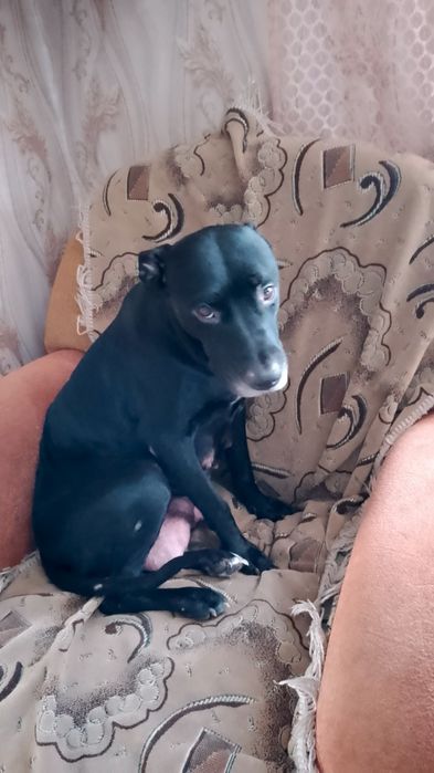 Отдам щенка срочно