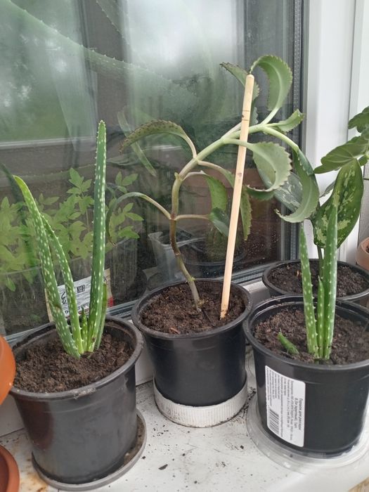 Комнатные растения