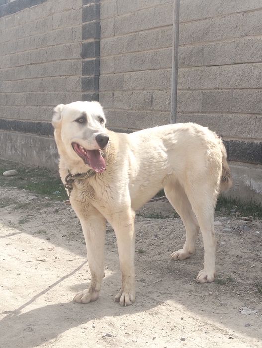 Осы ургашы сатылады