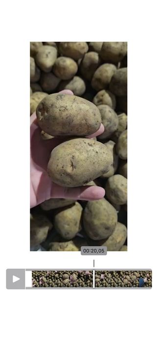 Продам картофель оптом