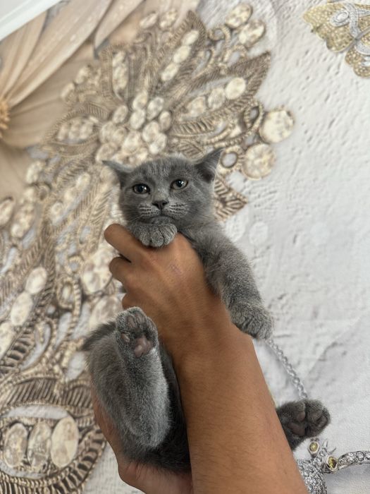 Отдам котят в добрые руки!
