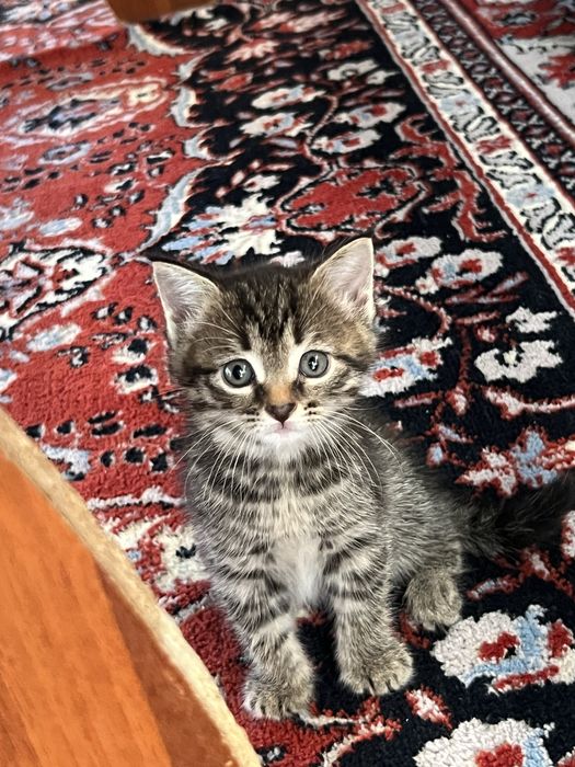 Милые игривые Котята